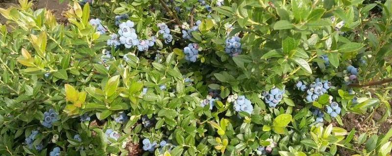 茶花蓝莓品种简介，是早熟、直立型南高丛蓝莓品种