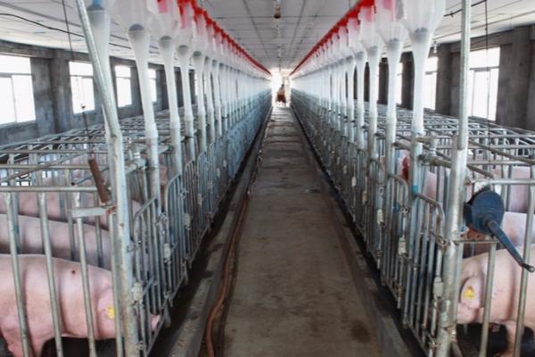 养猪场如何建设，尽可能做到统一规划、合理布局
