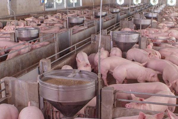 养猪场如何建设，尽可能做到统一规划、合理布局