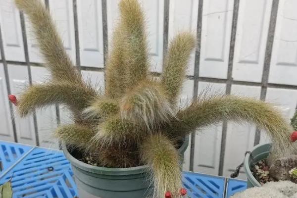 让猴尾柱多发侧芽的方法，生长期间每隔半个月追施一次有机肥