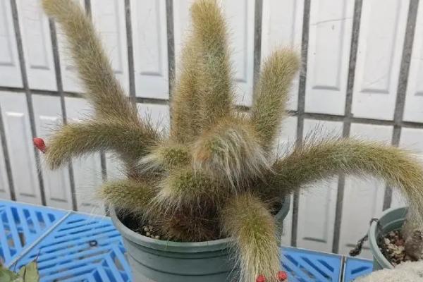 让猴尾柱多发侧芽的方法，生长期间每隔半个月追施一次有机肥