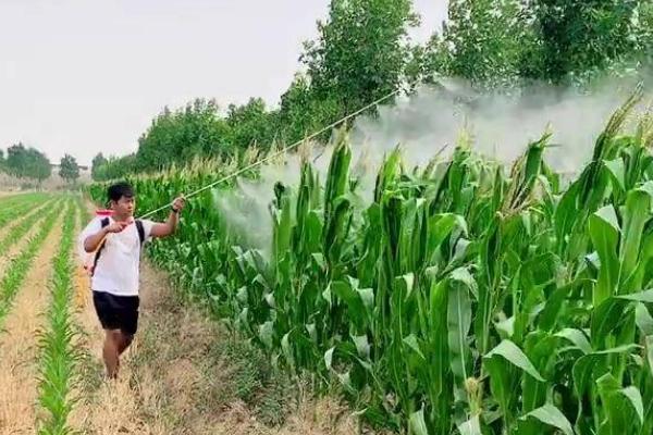 草甘膦对玉米苗有没有害，若已经出苗可能会产生药害