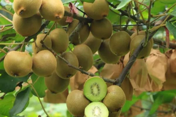 猕猴桃树的寿命,寿命在30-50年