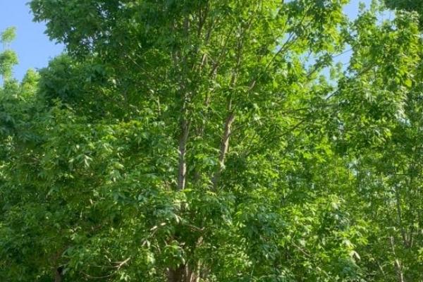 白蜡的产地是广西吗,原产地不是广西