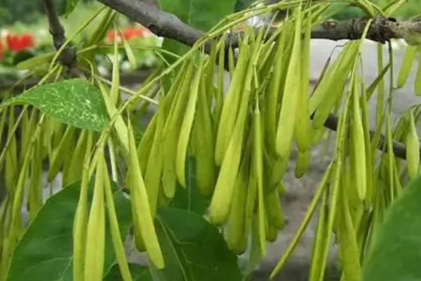 白蜡的产地是广西吗,原产地不是广西