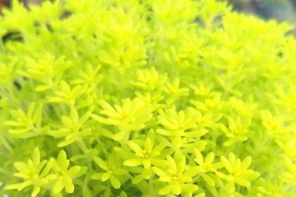 黄金草的外形特点，株形矮小且全株均为黄色或黄绿色
