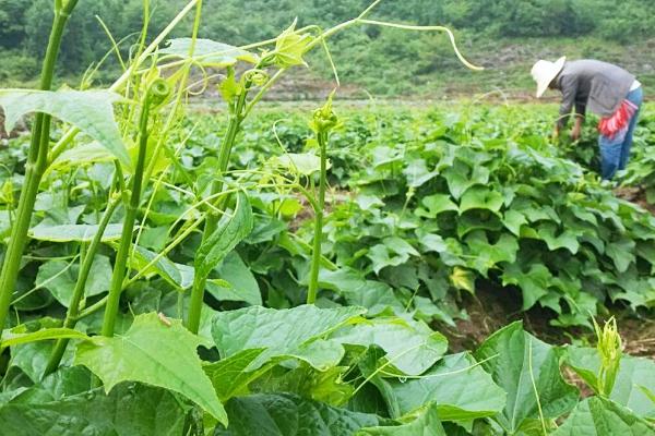 龙须菜种植方法，生长过程中是需要不断的进行施肥的