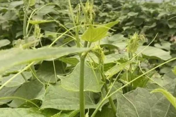 龙须菜种植方法，生长过程中是需要不断的进行施肥的