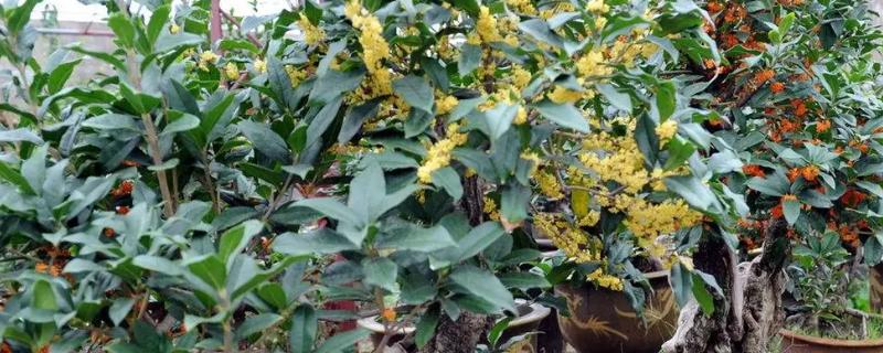 为什么家里不能种桂花，可能是由于其发音与恐怖有关