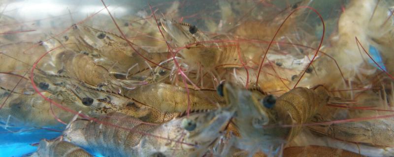 市场卖的活虾怎么养不死，投喂以植物性饲料为主