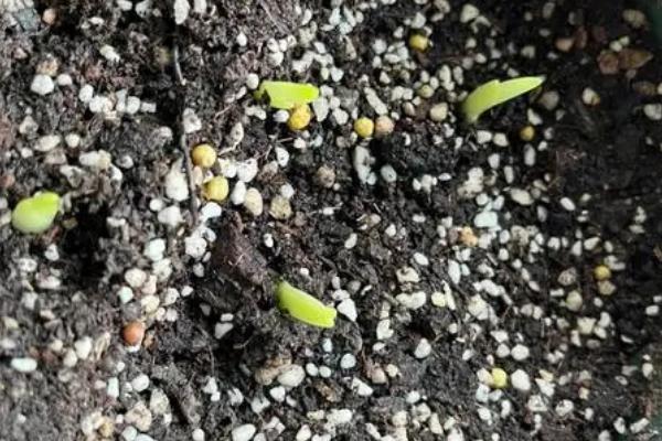 香雪兰如何催芽，常见以下4种方法