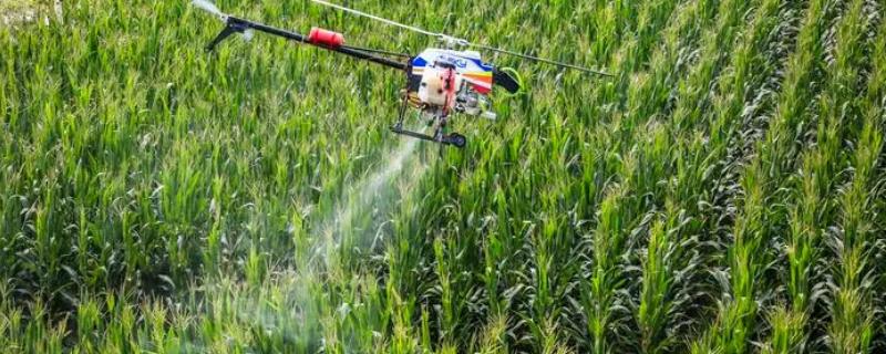 玉米打农药一般几天可以吃，低毒农药一般7天左右才可以吃