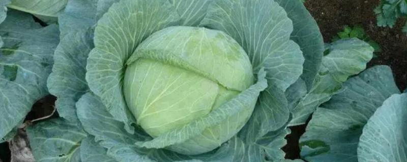 卷心菜和包菜有什么区别，二者是同一品种