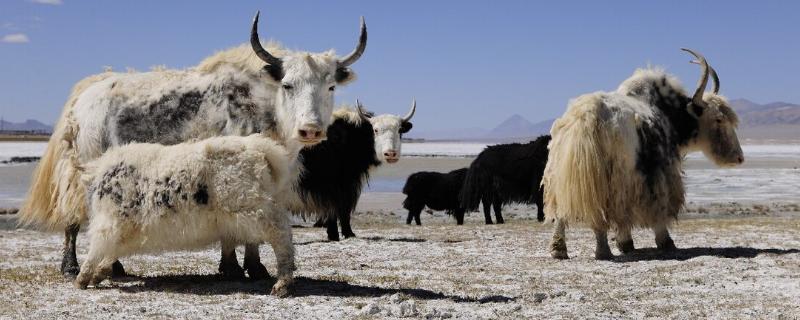 牦牛的生长周期，生长周期是4年左右