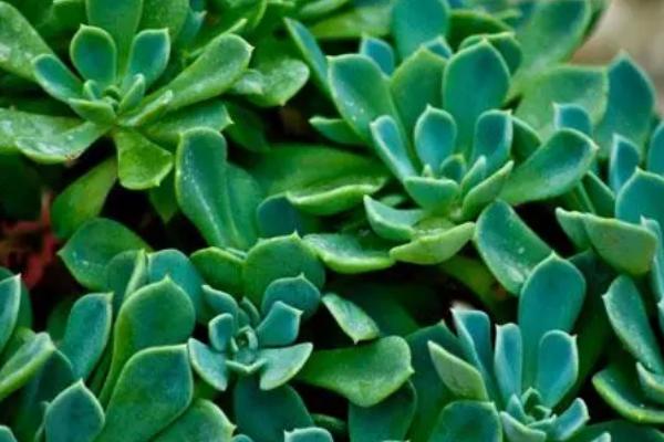 厚脸皮植物可以放卧室吗，无毒可以放室内养殖