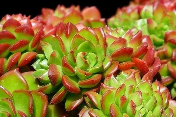 厚脸皮植物可以放卧室吗，无毒可以放室内养殖