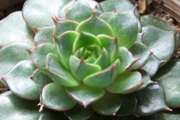 厚脸皮植物可以放卧室吗，无毒可以放室内养殖