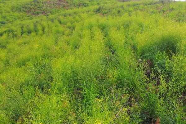 柴胡的种植技术，可以采用穴播、条播两种播种方法