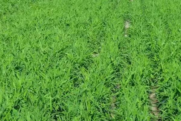 柴胡的种植技术，可以采用穴播、条播两种播种方法