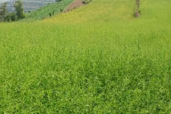 柴胡的种植技术，可以采用穴播、条播两种播种方法