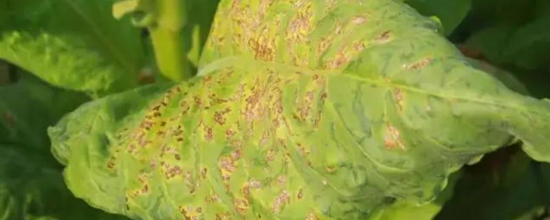 烟草病毒病的农药防治办法，可选用菌克毒克、金叶宝等药剂