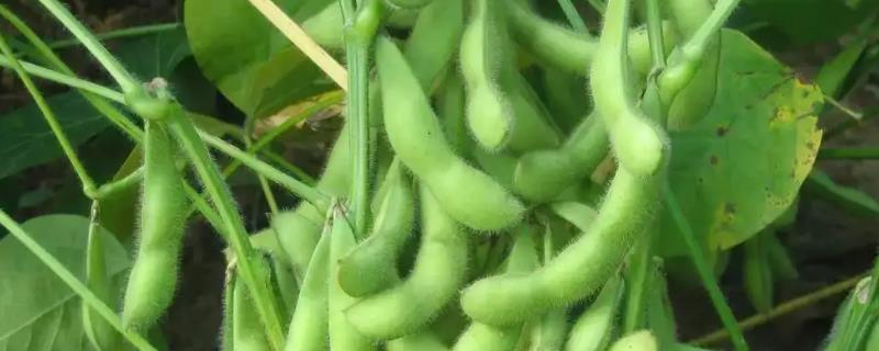 徐豆16大豆种子特点，6月上中旬播种