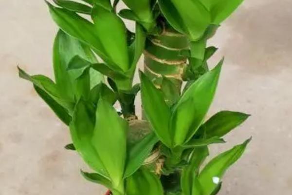 莲花竹和富贵竹有什么区别，主要表现在体型不同