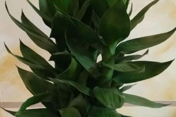 莲花竹和富贵竹有什么区别，主要表现在体型不同