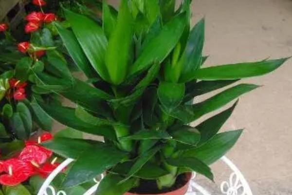 莲花竹和富贵竹有什么区别，主要表现在体型不同