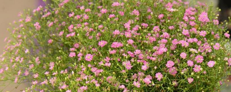 缕丝花和满天星有什么区别，形态、花期和习性均不同