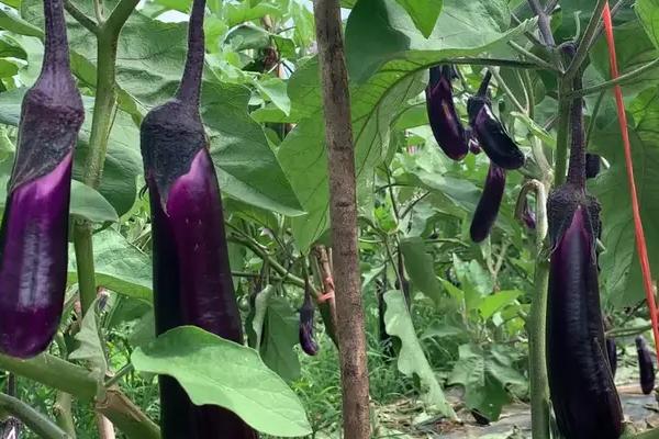 茄子绵疫病怎么防治，增加磷肥、钾肥的用量可提高抗病能力