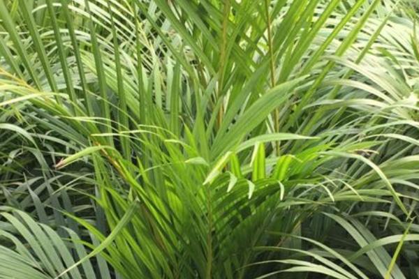 为什么散尾葵不适合放在家里，其植株较大且很吸引虫子