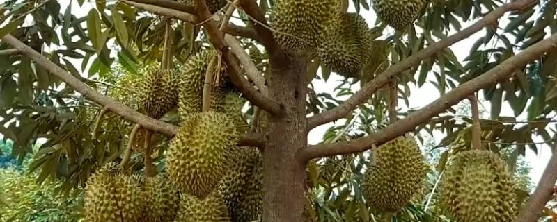 榴莲种植几年会结果，小型榴莲品种4-5年后慢慢开始结果