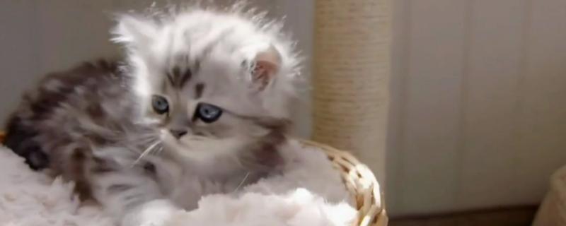 猫咪常见的口腔疾病，常见的有牙周病、慢性口炎等