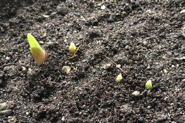 剑兰球的种植方法，将种球消毒洗净、剥除外衣并晾干再播种