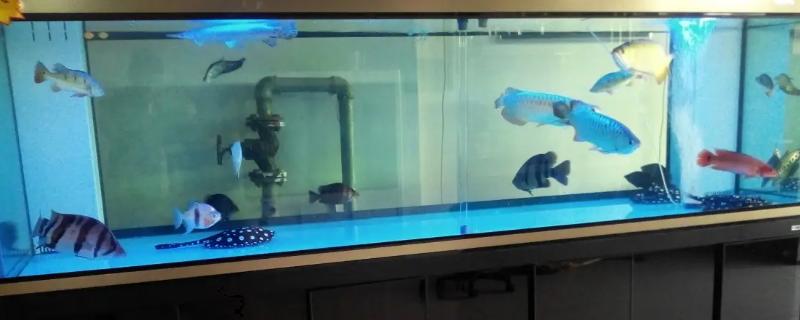 超白鱼缸与高清鱼缸有何区别，前者杂质少、后者经过抛光处理