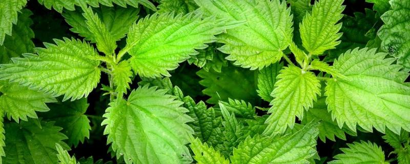 荨麻草的外形特征，基本多分枝
