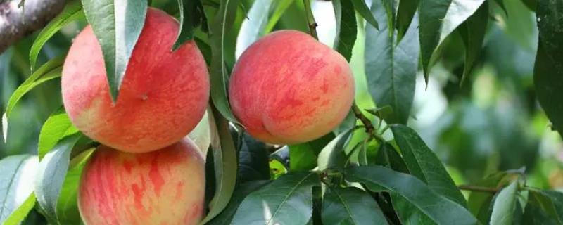 桃子的原产地,原产地在中国