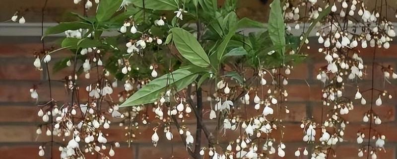 垂丝茉莉的花苞掉落怎么办，需根据发生原因采取对应措施