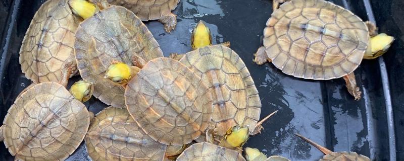 怎么养金钱龟苗，刚出生的金钱龟需要每天换一次
