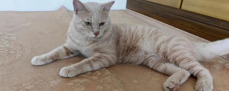 猫咪不吃东西是什么原因，可能是身体不适或消化不良等