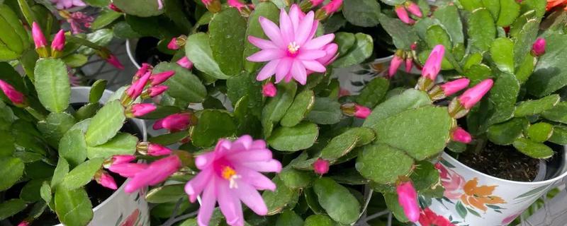 假昙花夏天休眠会不会焉，夏天假昙花进入休眠期会发焉