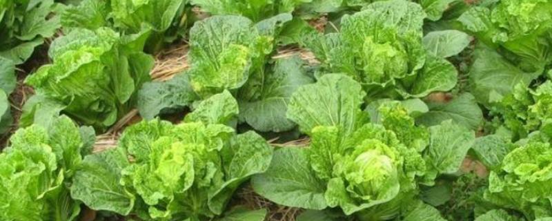 夏白菜怎么管理，3-4叶期要间苗、包心前10-15天需充分浇水