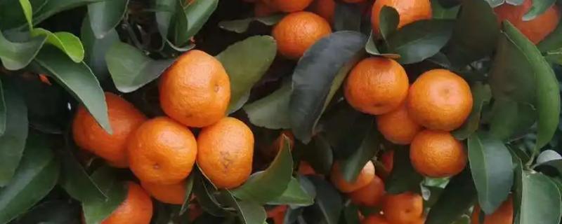 沙糖桔的种植技术，定植深度以平苗木原位置为宜