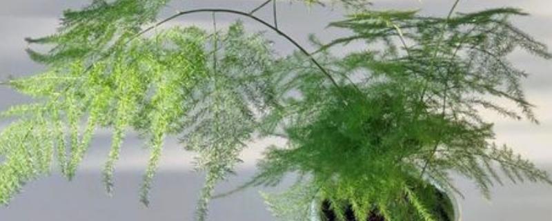 云竹怎么养,土壤要长期保持微湿