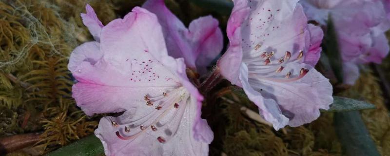 枯鲁杜鹃简介，是一种灌木植物