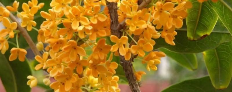 桂花什么时候开，桂花9-10月开