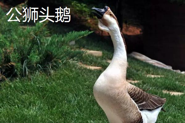 狮头鹅如何区分公母，可从外形、鼻鼾、额头等部位区分