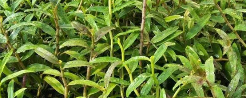 铁皮石斛的种植注意事项，浇灌的水选择地下水或者山泉水