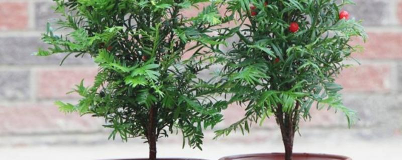 怎么养红豆杉树苗，适宜生长在湿润的环境中